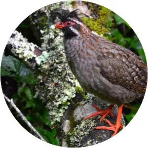 Long-tailed wood partridge