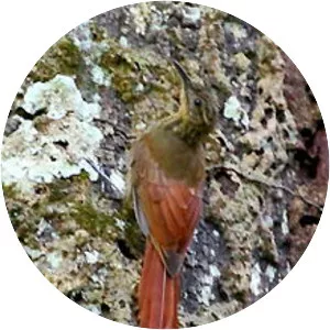 Long-tailed woodcreeper