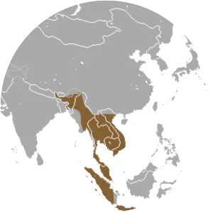 Long-tongued fruit bat - Animal