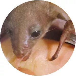 Long-tongued nectar bat - Animal