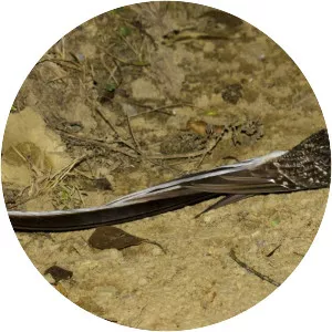 Long-trained nightjar