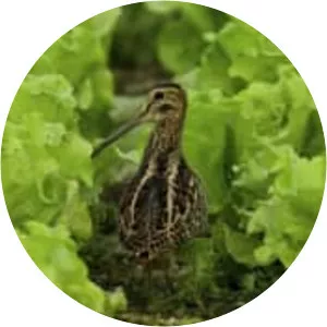 Long Valley, Hong Kong - 