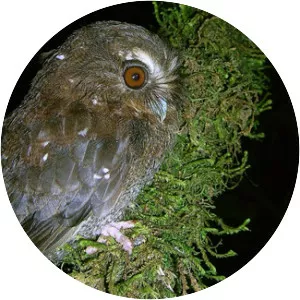 Long-whiskered owlet