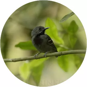 Long-winged antwren