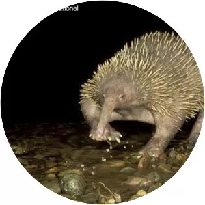 Longbeaked echidna
