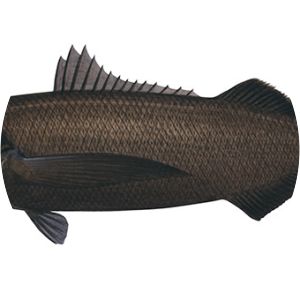 Longfin escolar - Fish