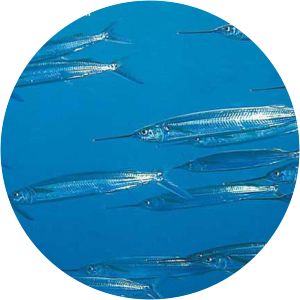 Longfin halfbeak - 
