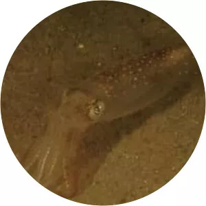 Longfin inshore squid - Animal