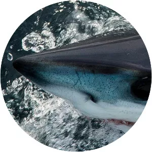 Longfin mako shark - 
