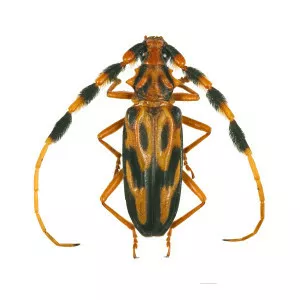 Longhorn beetle