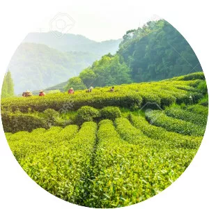 Longjing, Hangzhou