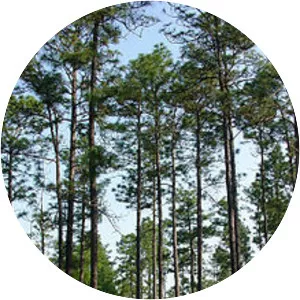 Longleaf pine - Plants