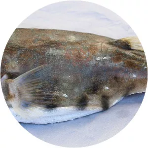 Longnose puffer