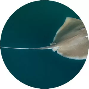 Longnose stingray