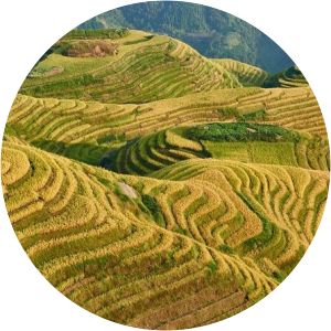 Longsheng Rice Terraces - 