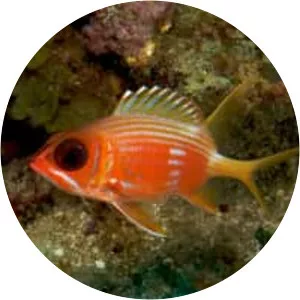 Longspine squirrelfish