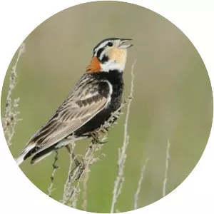 Longspurs (Calcarius)