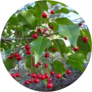 Longstalk holly - Plants