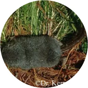 Longtailed shrew