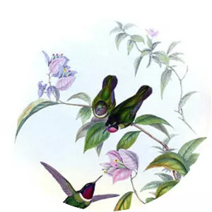 Longuemare's sunangel