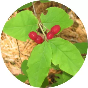 Lonicera canadensis