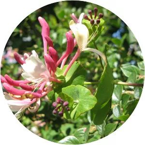Lonicera caprifolium