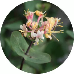 Lonicera etrusca