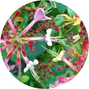 Lonicera × heckrottii - 