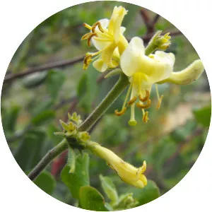 Lonicera subspicata