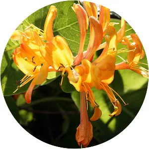 Lonicera × tellmanniana