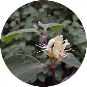 Lonicera xylosteum