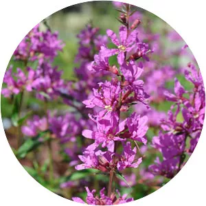 Loosestrife