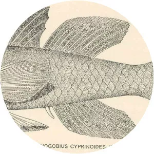 Lophogobius cyprinoides - 