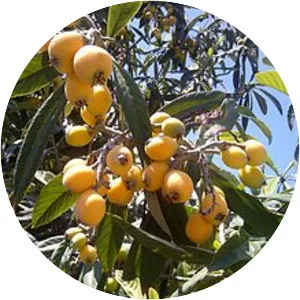 Loquat - Fruit