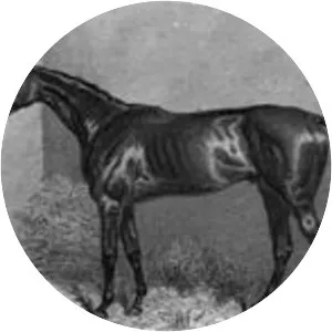 Lord Clifden photograph