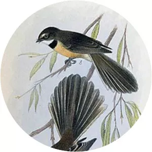 Lord Howe fantail