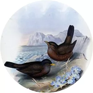Lord Howe thrush