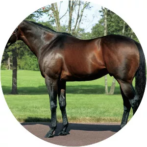 Lord Kanaloa - Horse