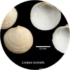 Loripes lucinalis - 