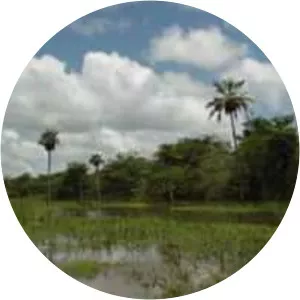 Los Llanos - South America