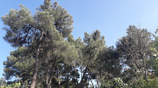 Los Pinos del Secretario 