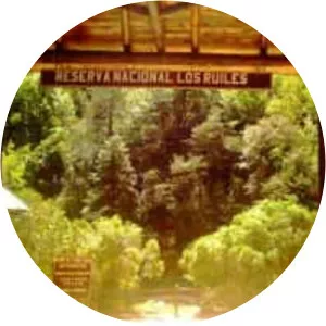 Los Ruiles National Reserve