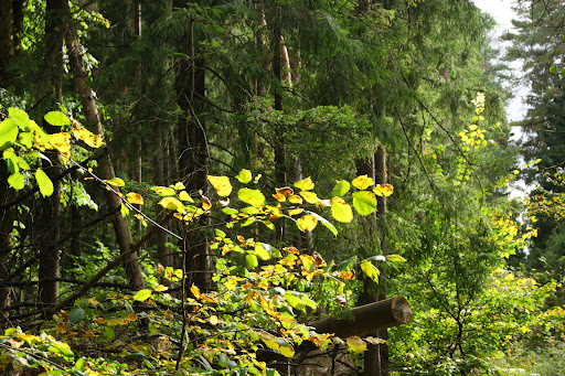Losinyy Ostrov - National forest in Korolyov, Moscow Oblast, Russia