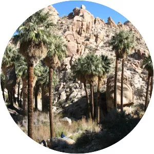Lost Palms Oasis Trail - Joshua Tree National Park