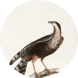 Louis Jean Pierre Vieillot - French ornithologist