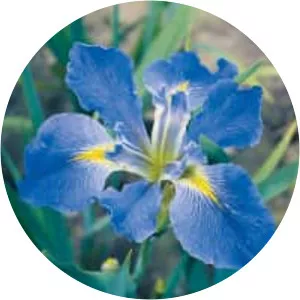 Louisiana irises