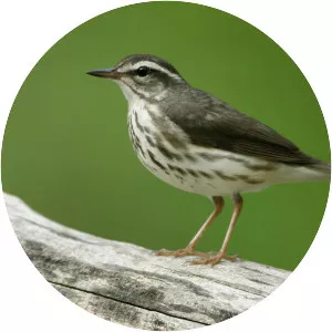 Louisiana waterthrush