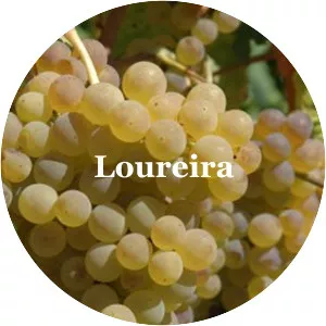 Loureira