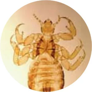 Louse - Insect