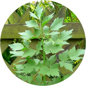 Lovage - Plants